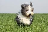 BEARDED COLLIE 130